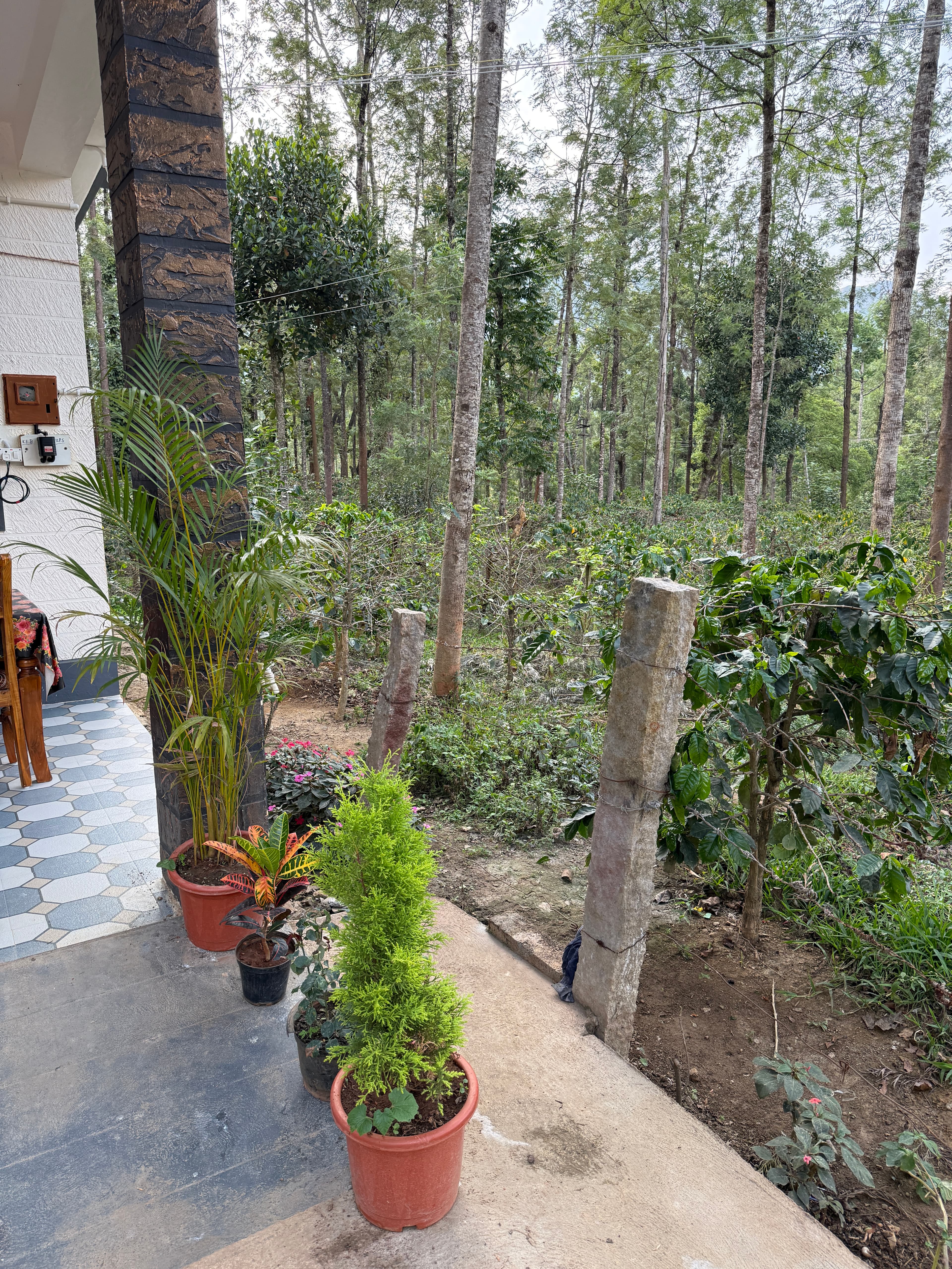 Coffee plantation walk